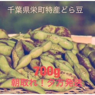 期間限定！千葉県特産どら豆(野菜)