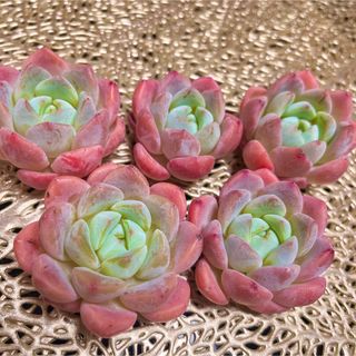 ♡韓国苗♡多肉植物♡美苗♡オールスター♡カット苗-