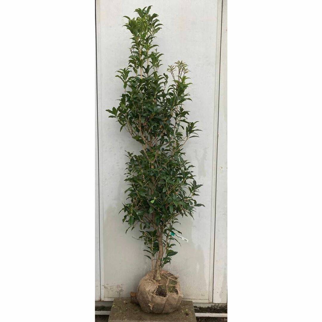 《現品》キンモクセイ　樹高1.9ｍ（根鉢含まず）190【金木犀/苗木/植木/庭木フラワー/ガーデン