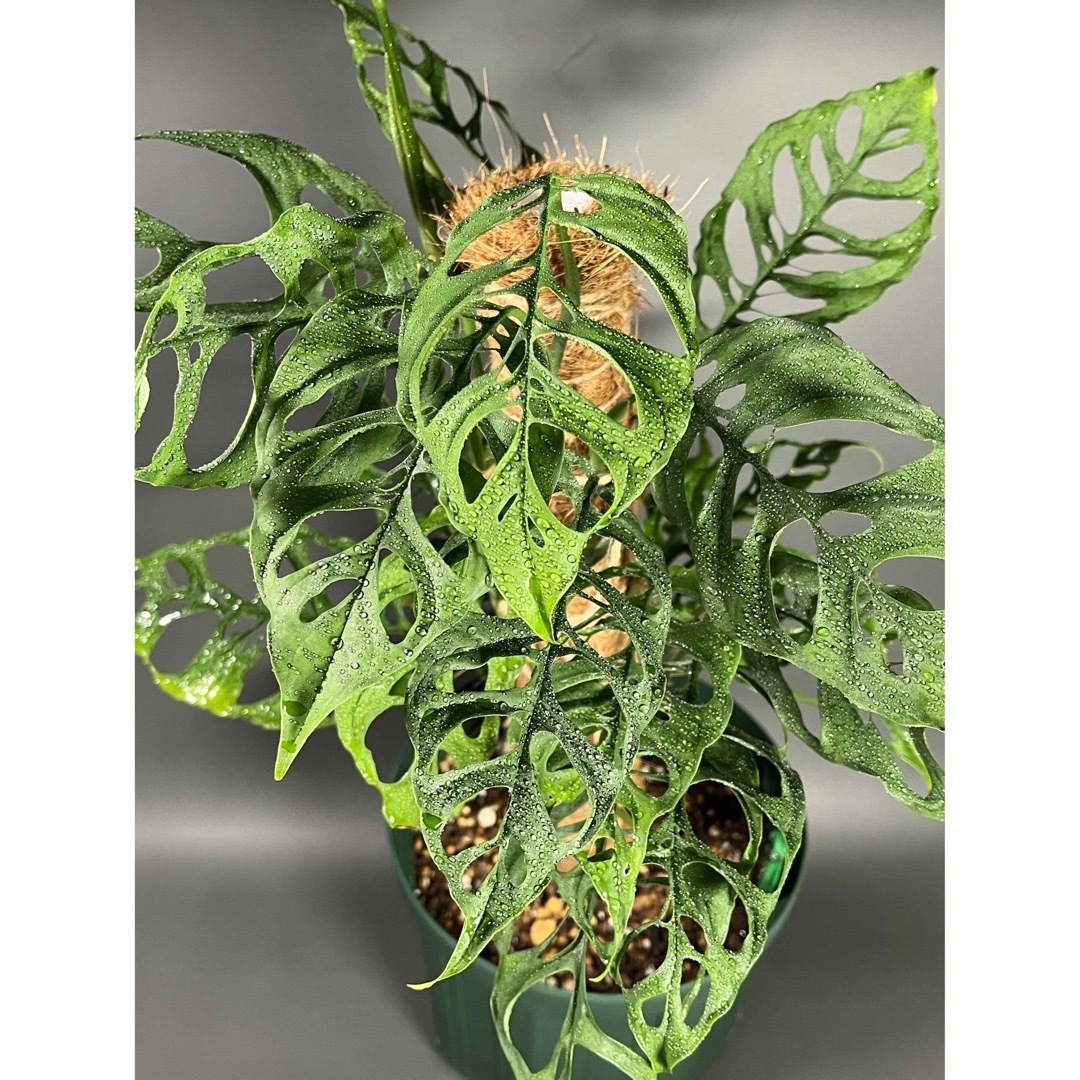 モンステラ オブリクア ペルー Monstera Obliqua peru 4