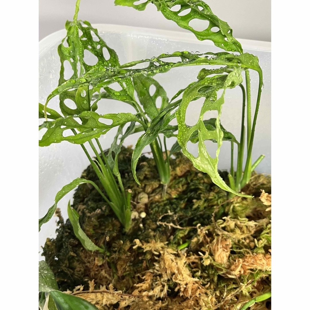 モンステラ オブリクア ペルー Monstera Obliqua peru 4 | フリマアプリ ラクマ