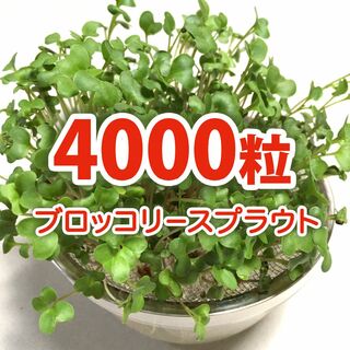 【4000粒】ブロッコリースプラウト 種 タネ　たね　20ml(野菜)