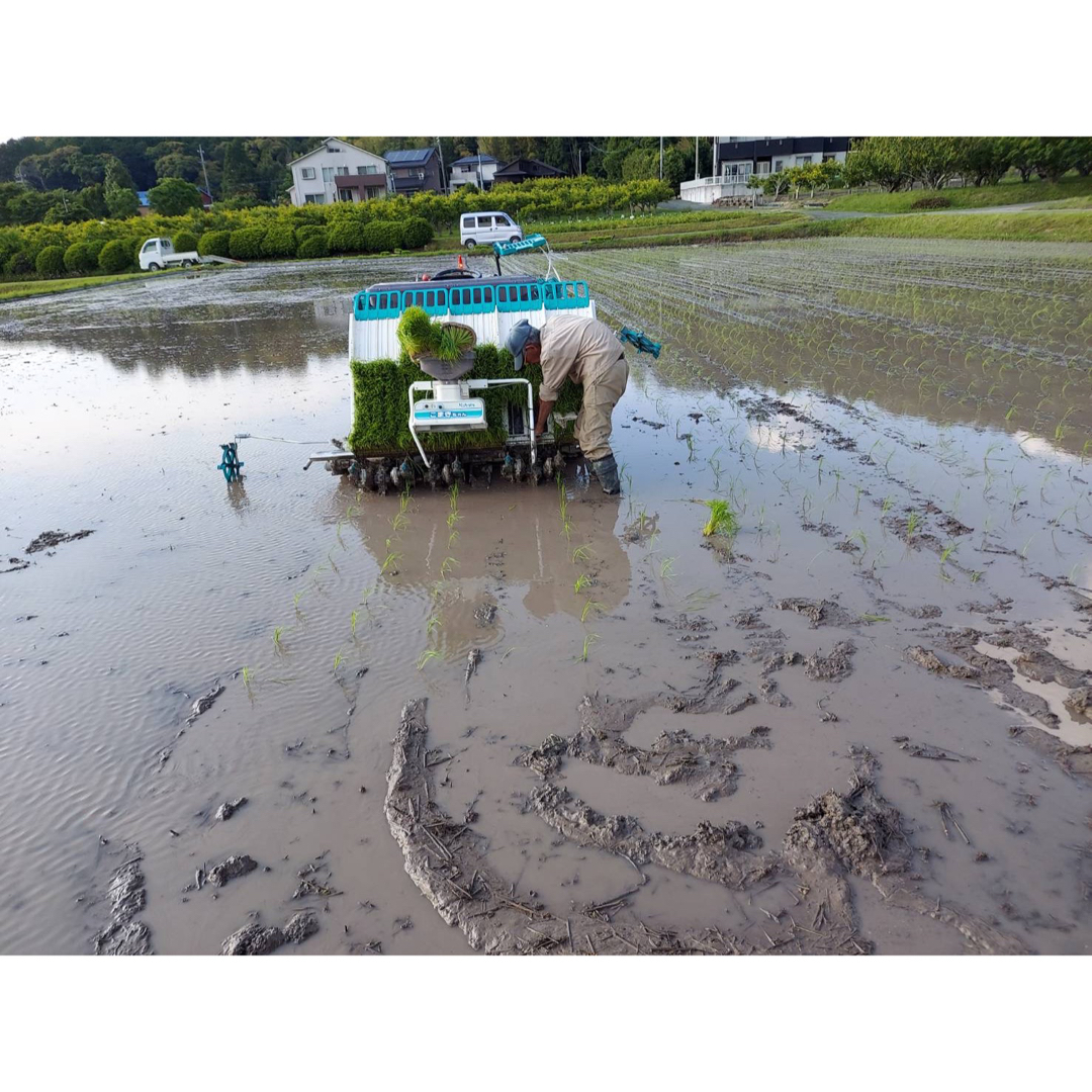 玄米限定！！　農家直送あいちのかおり令和4年産　20kg米農家