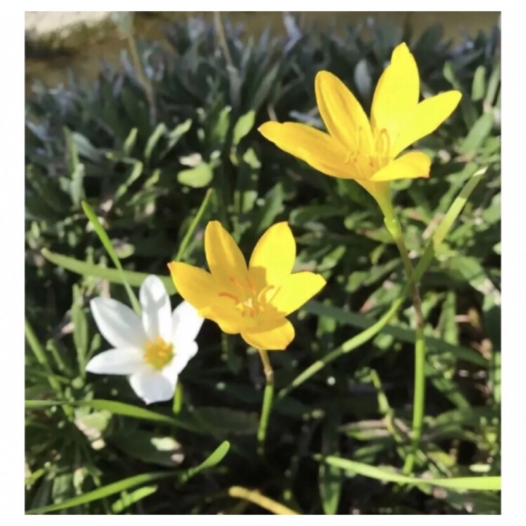 黄色の可愛い花が咲く❣️レインリリー(タマスダレ)の種20個 ハンドメイドのフラワー/ガーデン(その他)の商品写真