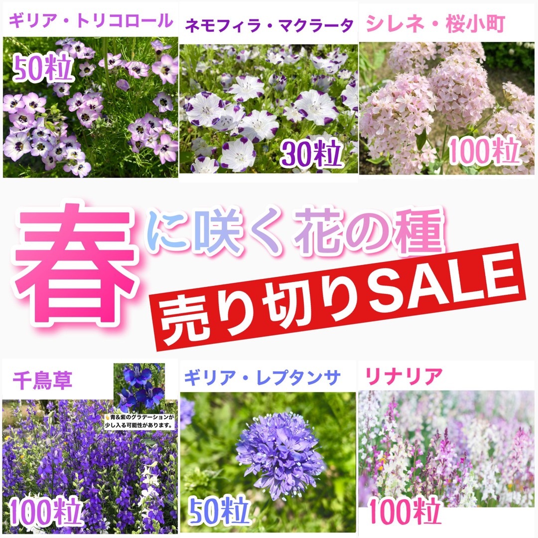 春に咲く秋蒔きの花の種  売り切りSALE⑪ ハンドメイドのフラワー/ガーデン(その他)の商品写真