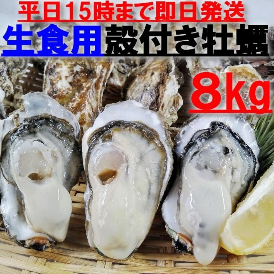 松島15時まで即日発送可能 生食用 殻付き 牡蠣 ８ｋｇ（約９０粒）牡蠣 殻付