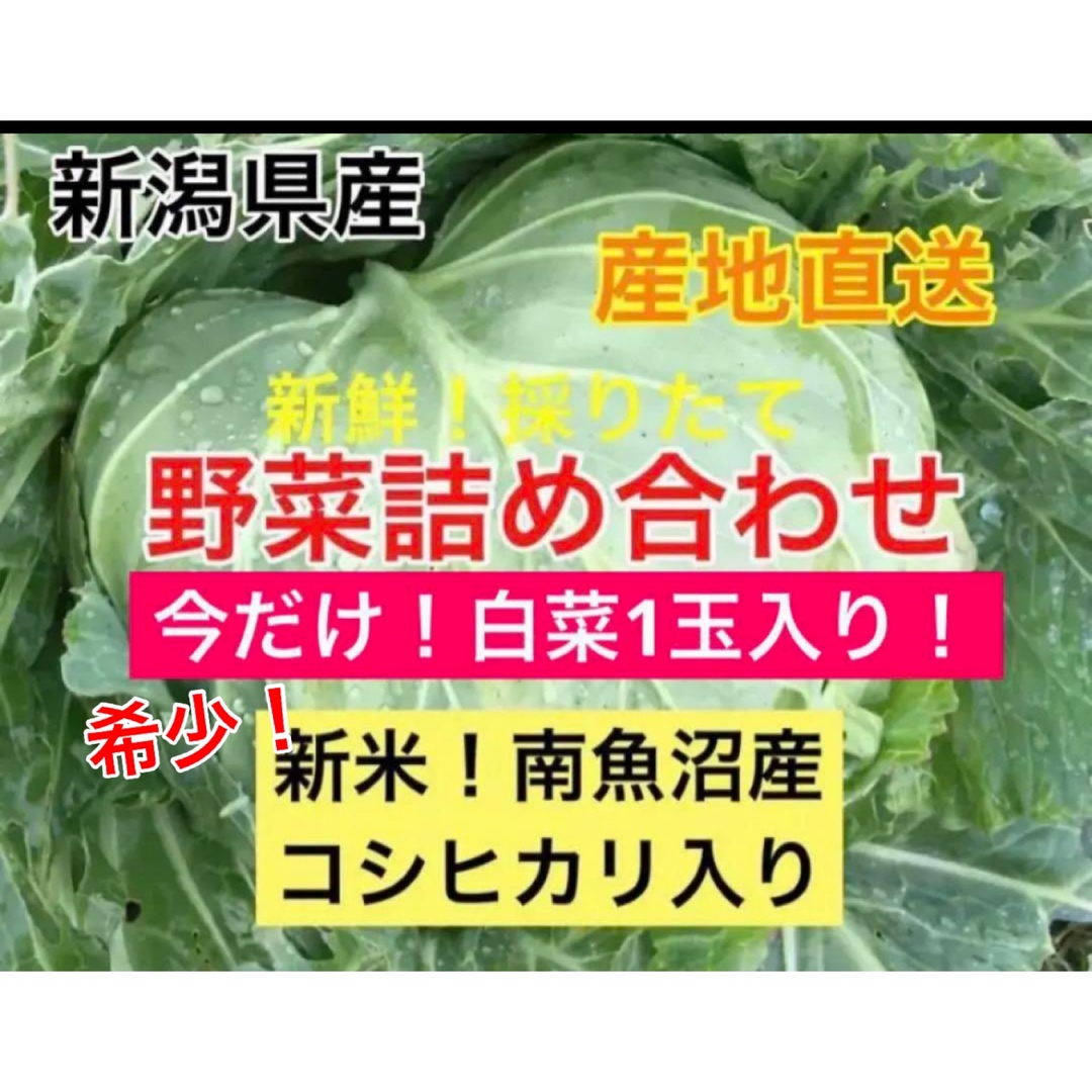 10/26迄！白菜1玉！新米！南魚沼産コシヒカリ入り！新潟県産野菜セット80 食品/飲料/酒の食品(野菜)の商品写真