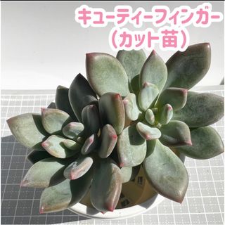 キューティーフィンガー カット苗 多肉植物の通販 by 多肉好きshop｜ラクマ