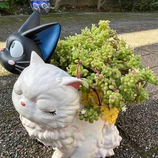 ブロウメアナ　多肉植物(その他)