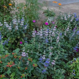 ダンギク　段菊　花苗　根付き　抜き苗　２苗（紫・ピンク）ふんわり可愛いお花(プランター)