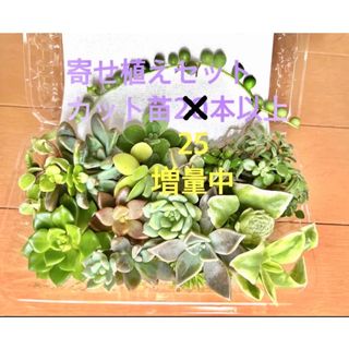 毎年好評☆多肉植物/カット苗/寄せ植え/春萌/七福神/マクドガリー/セダム/(その他)