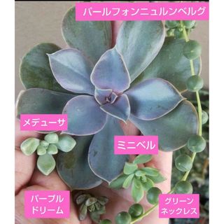 パールフォンニュルンベルグ、パープルドリーム、グリーンネックレス等