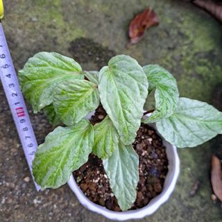 観葉植物 根茎性ベゴニア ハタコアシルバー  抜き苗(その他)