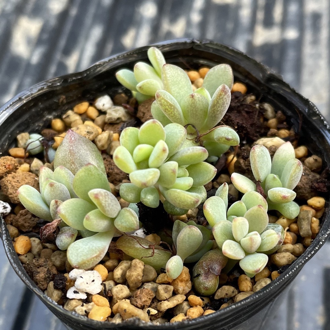 多肉植物 パープルドリーム