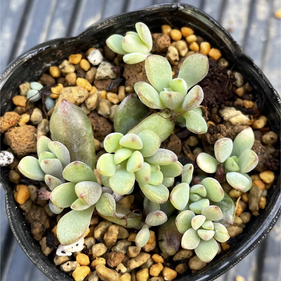 多肉植物 パープルドリーム | フリマアプリ ラクマ