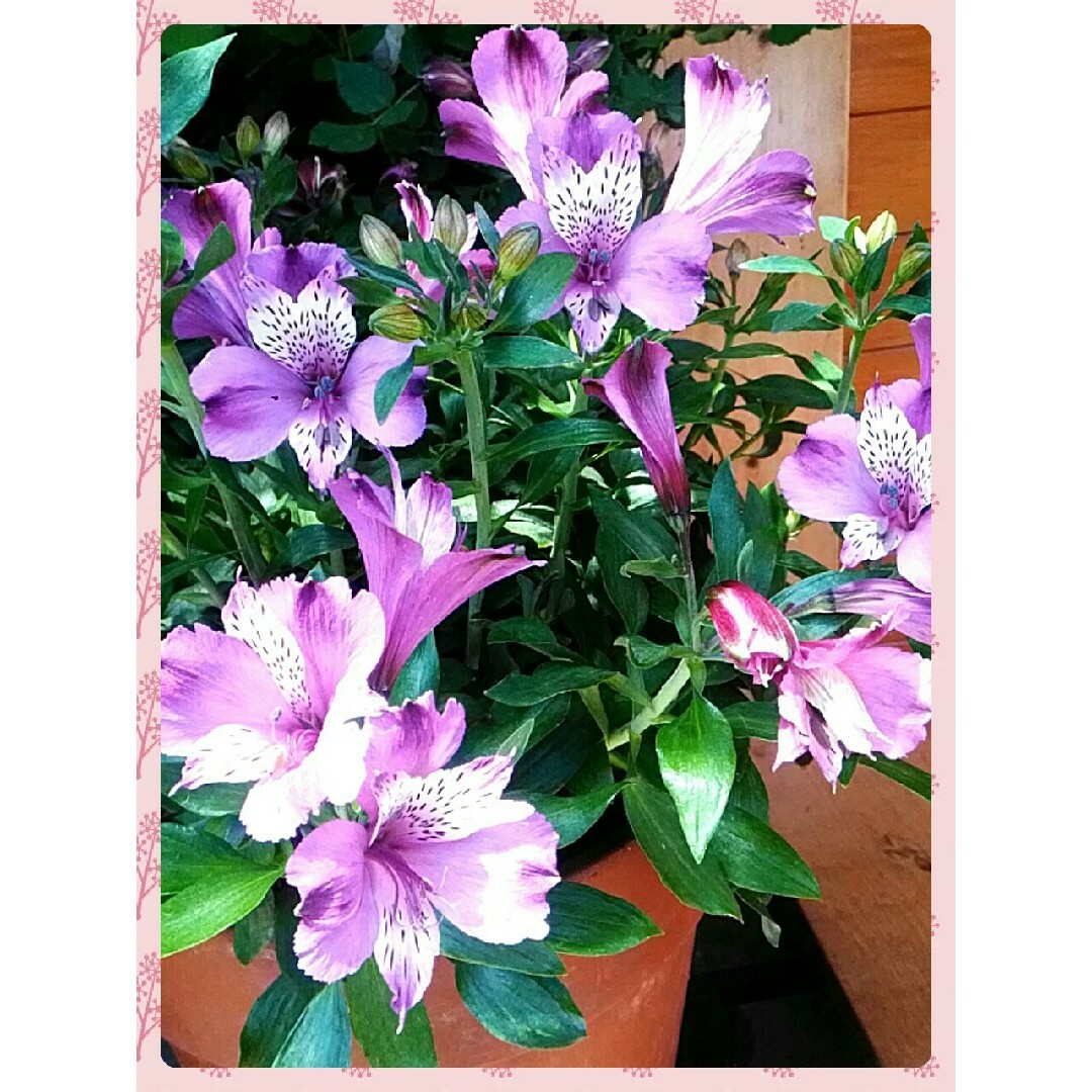 アルストロメリア　紫系　球根⑤ ハンドメイドのフラワー/ガーデン(その他)の商品写真