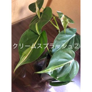 フィロデンドロン　クリームスプラッシュ　カット苗②水苔植え　鉢のまま(プランター)