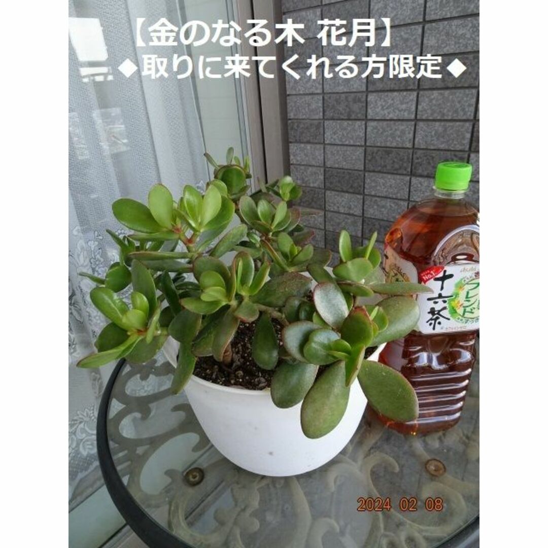 M231★花月 金のなる木 鉢ごと(全高約33cm) ハンドメイドのフラワー/ガーデン(その他)の商品写真
