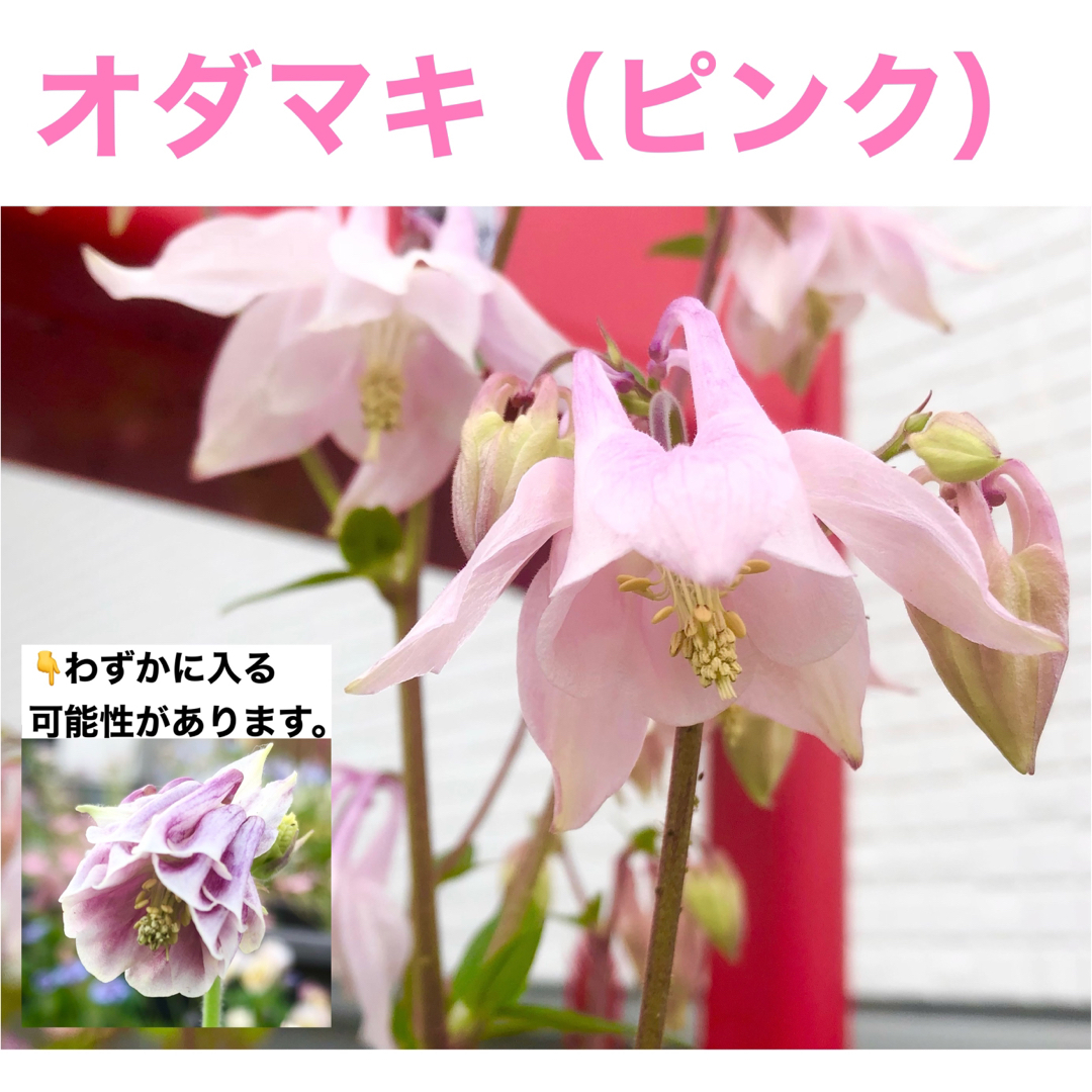 春に咲く秋蒔きの花の種  売り切りSALE⑬ ハンドメイドのフラワー/ガーデン(その他)の商品写真