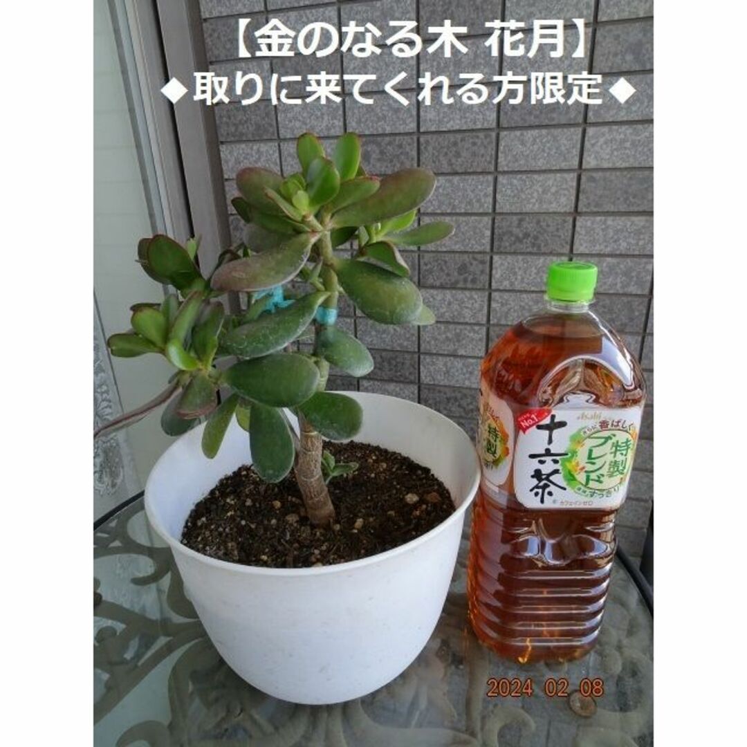 M241★花月 金のなる木 鉢ごと(全高約40cm) ハンドメイドのフラワー/ガーデン(その他)の商品写真