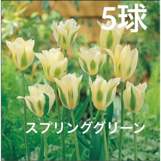 チューリップ　球根⭐︎スプリンググリーン　5球(プランター)