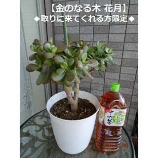 M243★花月 金のなる木 鉢ごと(全高約55cm)(その他)