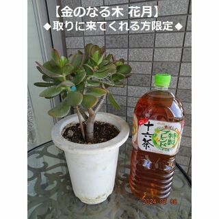 M244★花月 金のなる木 鉢ごと(全高約38cm)(その他)