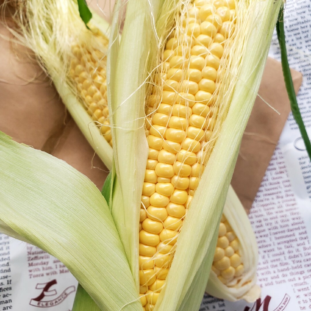 淡路島産秋採れとうもろこし🌽品種(おおもの)10本 食品/飲料/酒の食品(野菜)の商品写真