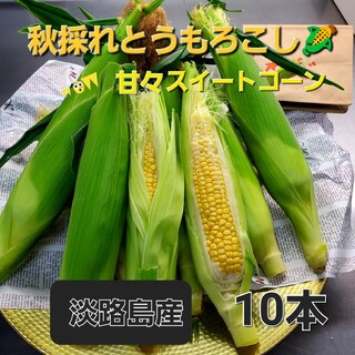 淡路島産秋採れとうもろこし🌽品種(おおもの)10本(野菜)