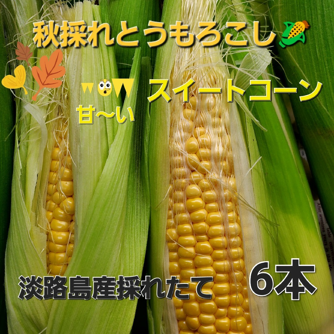 淡路島産秋採れとうもろこし🌽品種(おおもの)Mサイズ6本 食品/飲料/酒の食品(野菜)の商品写真