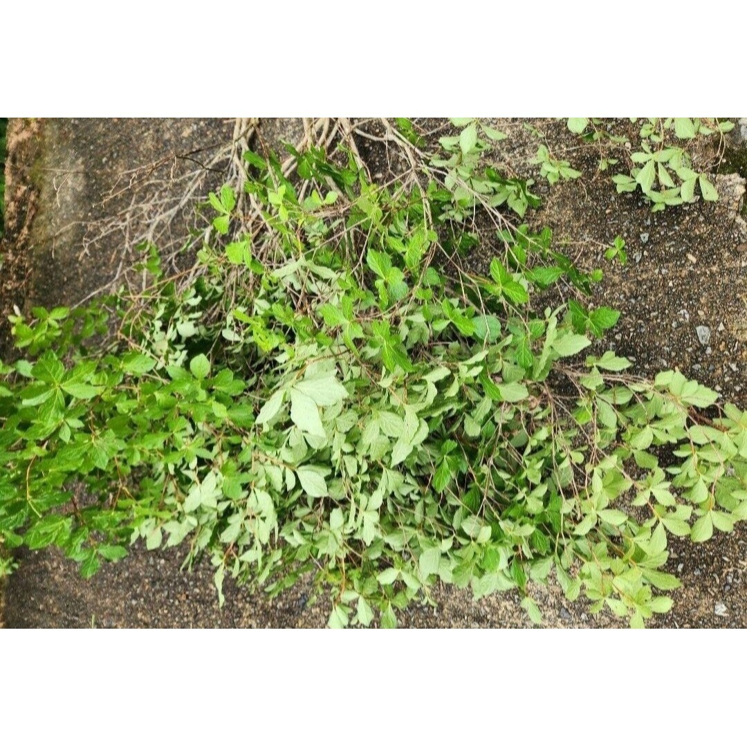 深山ドウダンツツジ 雑木 枝物 挿し枝5本