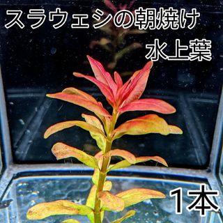 スラウェシの朝焼け水上葉(アクアリウム)