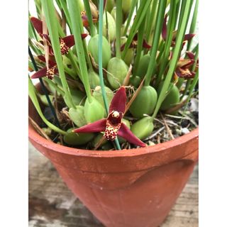 【洋蘭原種】Maxillaria.tenuifolia 香りあり(プランター)