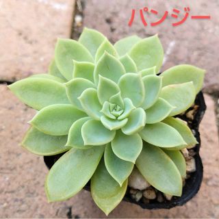 植物育成ライト 10W 4000K 2個 クリップソケット付き