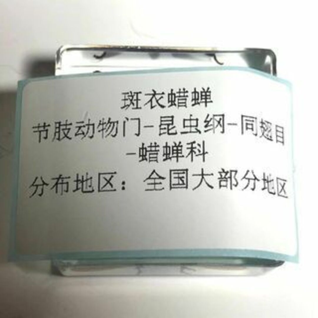 白狐様専用 プラスチックで固められた中国産昆虫標本・５・６・７白狐