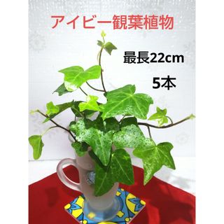 アイビー ヘデラ 観葉植物 カット苗  恋愛運 人間関係運アップ 水耕栽培(その他)