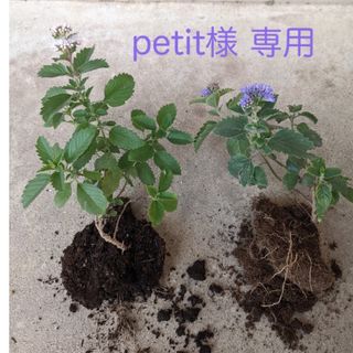 petit様専用　ダンギク　段菊　花苗　根付き２株（紫・ピンク各１株）(プランター)