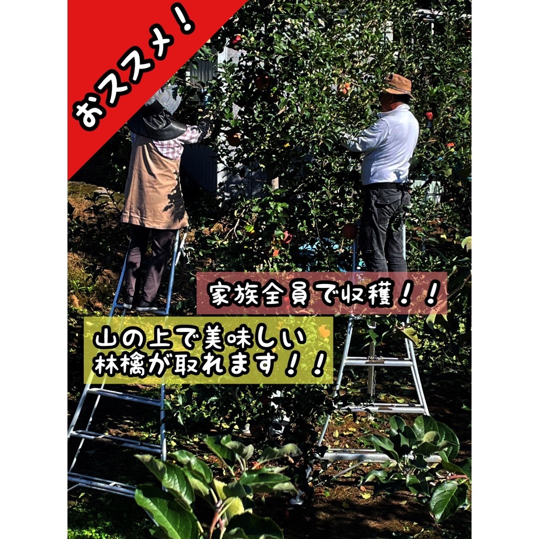 土日限定　去年から大人気！名月　林檎　今年は熊の被害の為　高騰！　７〜8キロ 食品/飲料/酒の食品(フルーツ)の商品写真