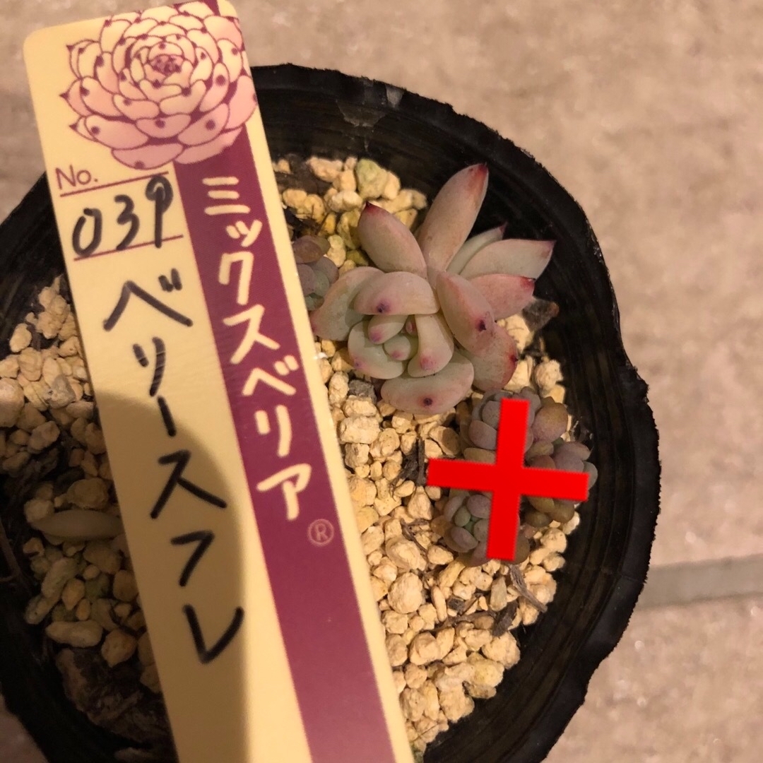 多肉植物【おらいさん苗】ミックスベリア ベリースフレ