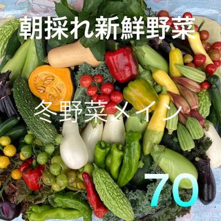 採れたて新鮮野菜詰め合わせ　70サイズ(野菜)