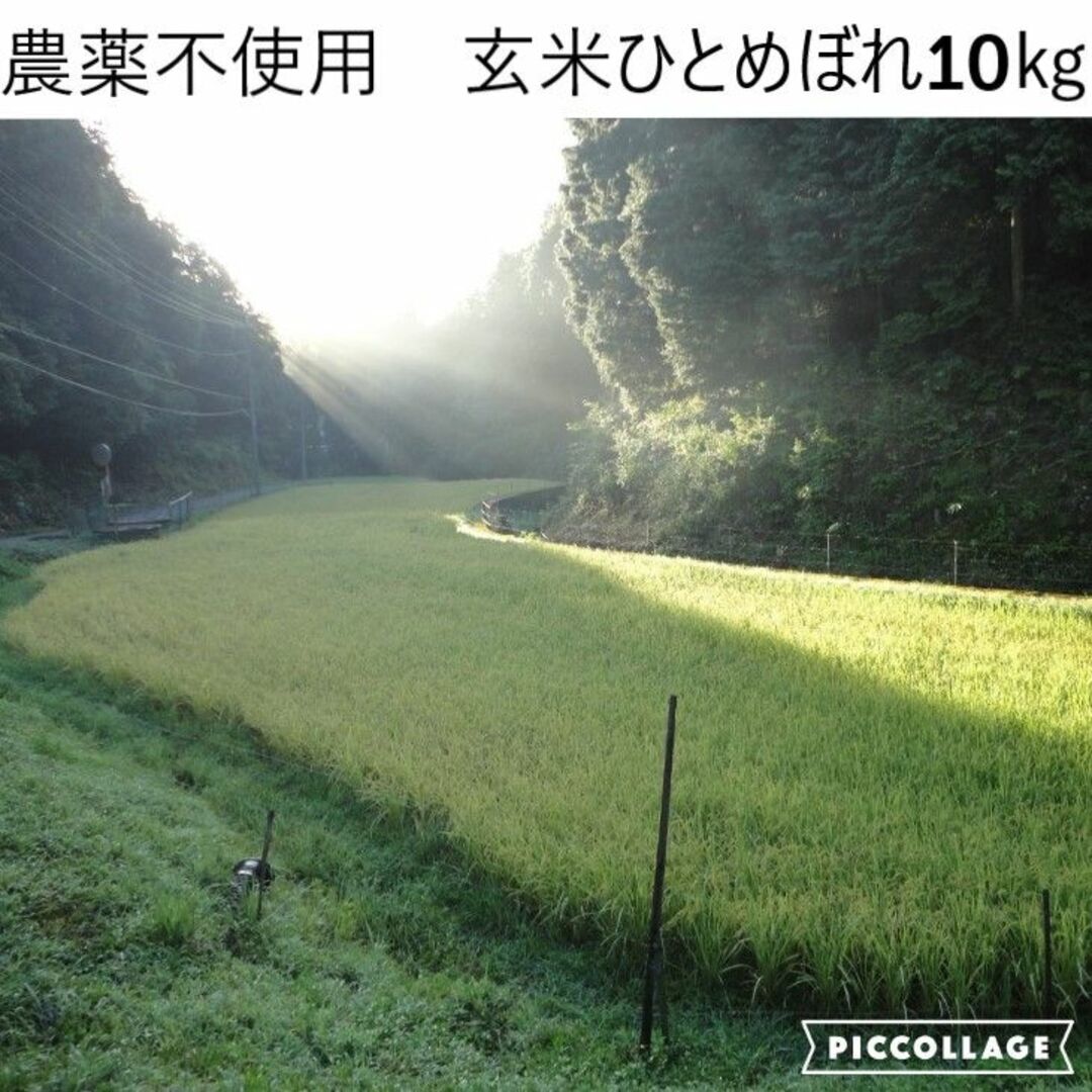 令和5年度 新米【湧き水栽培】農薬不使用玄米　ひとめぼれ 10㎏　奈良の農家直送