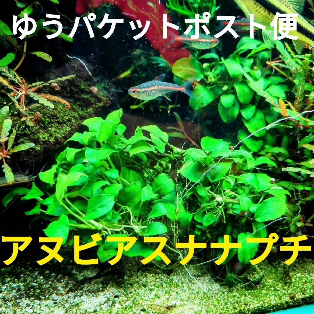 アヌビアスナナ プチ 水上葉 3株 - 水草