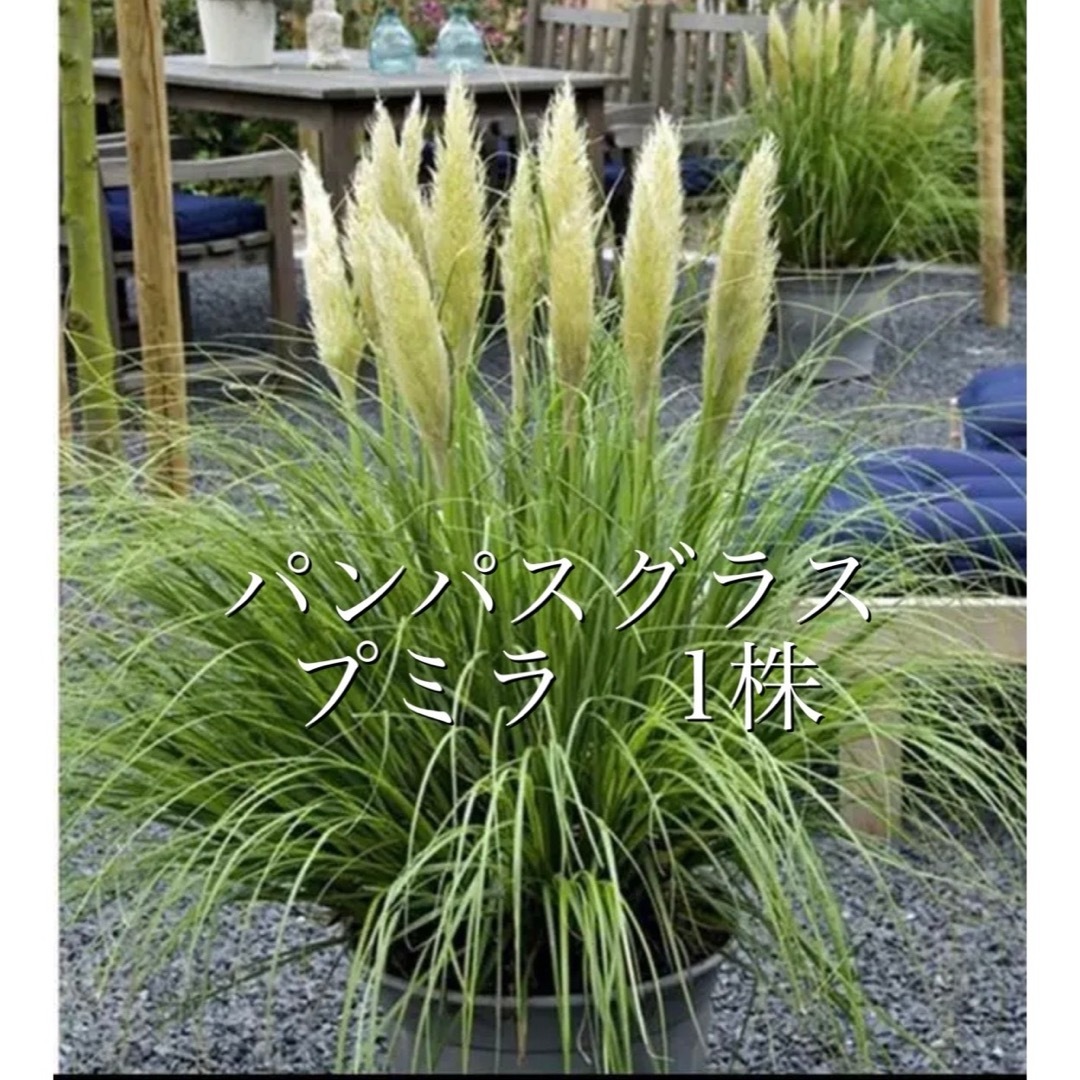 プミラ　ミニパンパスグラス苗 1株+ α  k ハンドメイドのフラワー/ガーデン(その他)の商品写真