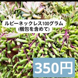 〜多肉植物カットルビーネックレス〜100gパック(フードパック発送)(その他)