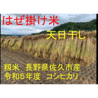 新米　はぜ掛け米　天日干し　長野県佐久市産　コシヒカリ白米25キロ(米/穀物)