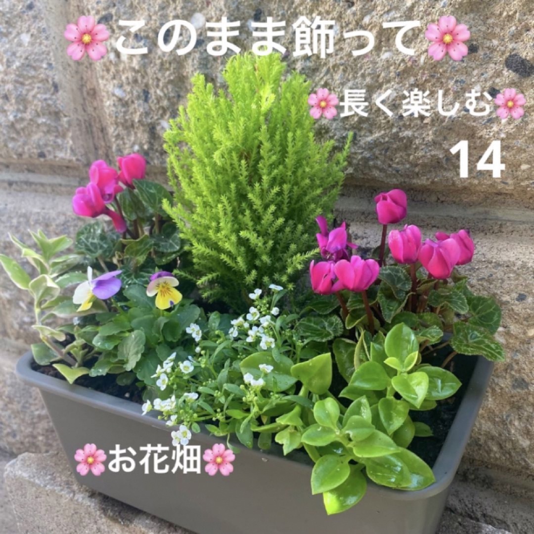 14☆このまま飾って☆長く楽しむ☆寄せ植え　花☆お花畑☆初心者様向け　苗☆ ハンドメイドのフラワー/ガーデン(プランター)の商品写真