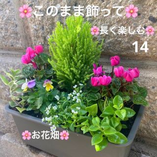 14☆このまま飾って☆長く楽しむ☆寄せ植え　花☆お花畑☆初心者様向け　苗☆(プランター)