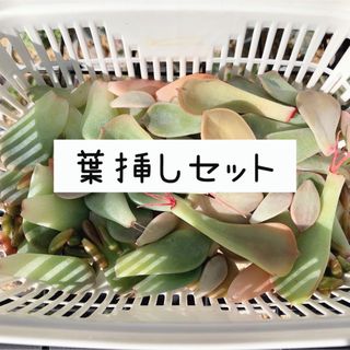 ❁⃘レア品種入り❁⃘いろいろ葉挿しセット 40枚(その他)