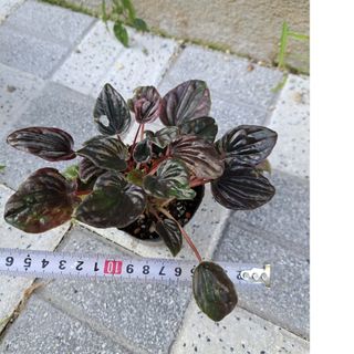 観葉植物 ペペロミア レッドルナ(その他)