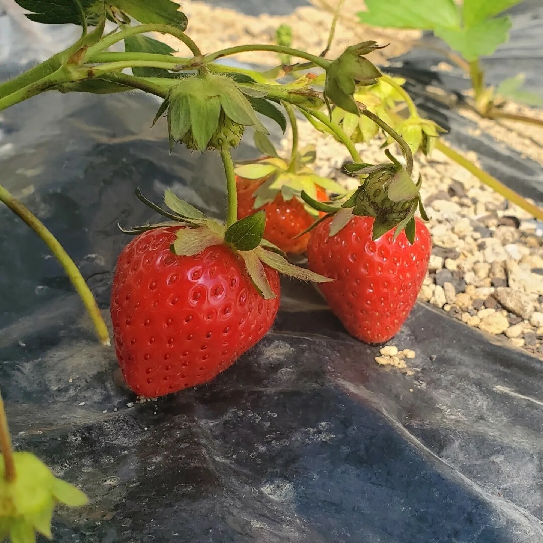 いちごの苗　とちおとめ　15本